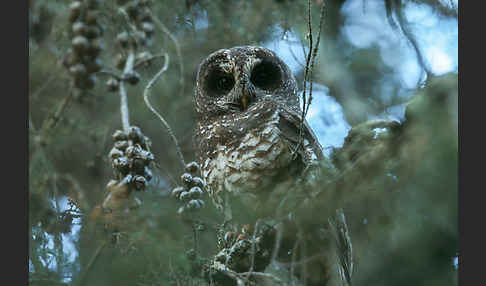 Afrikanischer Waldkauz (Strix woodfordii)