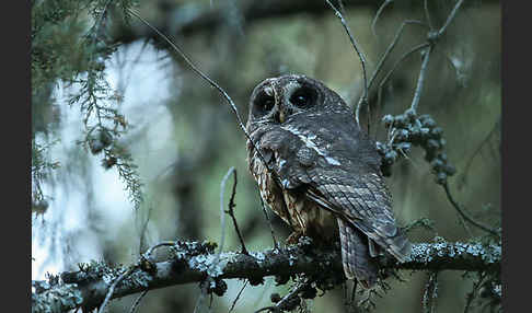 Afrikanischer Waldkauz (Strix woodfordii)