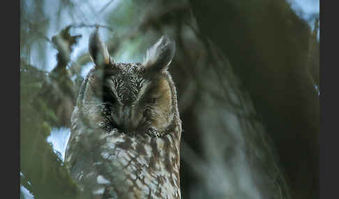 Afrika-Waldohreule (Asio abyssinicus)