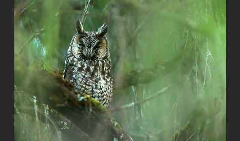 Afrika-Waldohreule (Asio abyssinicus)