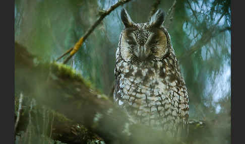 Afrika-Waldohreule (Asio abyssinicus)