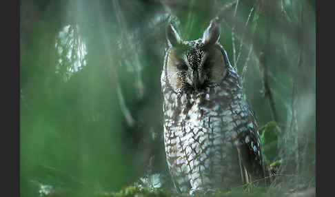 Afrika-Waldohreule (Asio abyssinicus)