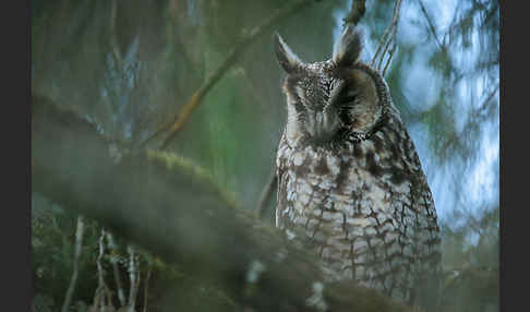 Afrika-Waldohreule (Asio abyssinicus)