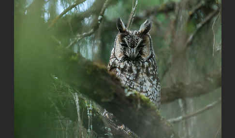 Afrika-Waldohreule (Asio abyssinicus)