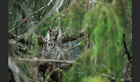 Afrika-Waldohreule (Asio abyssinicus)