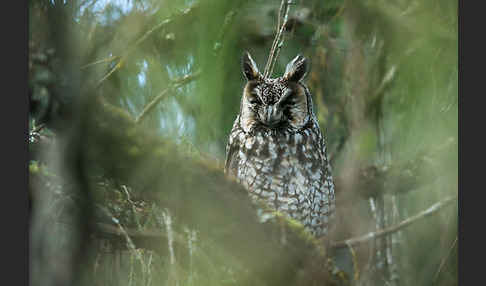 Afrika-Waldohreule (Asio abyssinicus)