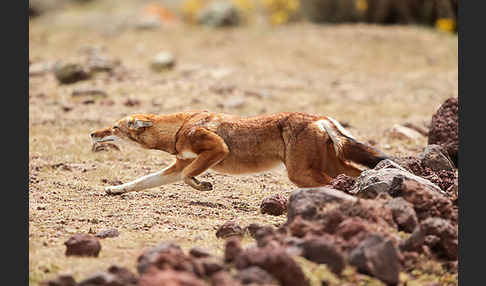 Äthiopischer Wolf (Canis simensis)