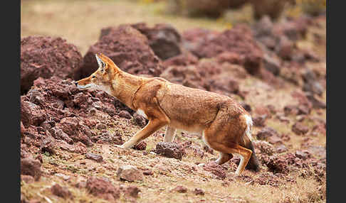 Äthiopischer Wolf (Canis simensis)