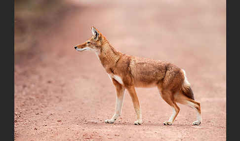 Äthiopischer Wolf (Canis simensis)