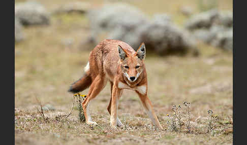 Äthiopischer Wolf (Canis simensis)