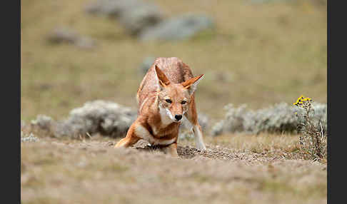 Äthiopischer Wolf (Canis simensis)