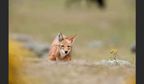 Äthiopischer Wolf (Canis simensis)