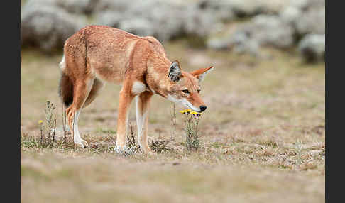 Äthiopischer Wolf (Canis simensis)