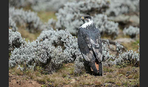 Augurbussard (Buteo augur)