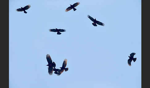 Alpenkrähe (Pyrrhocorax pyrrhocorax)