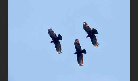 Alpenkrähe (Pyrrhocorax pyrrhocorax)