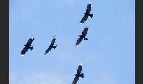 Alpenkrähe (Pyrrhocorax pyrrhocorax)