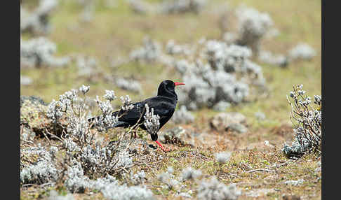 Alpenkrähe (Pyrrhocorax pyrrhocorax)