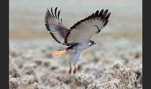 Augurbussard (Buteo augur)