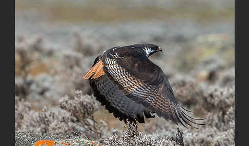 Augurbussard (Buteo augur)