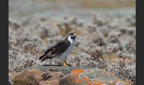 Augurbussard (Buteo augur)