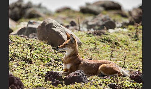 Äthiopischer Wolf (Canis simensis)