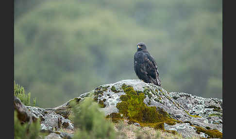 Augurbussard (Buteo augur)