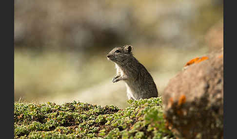 Abessinische Grasratte (Arvicanthis abyssinicus)