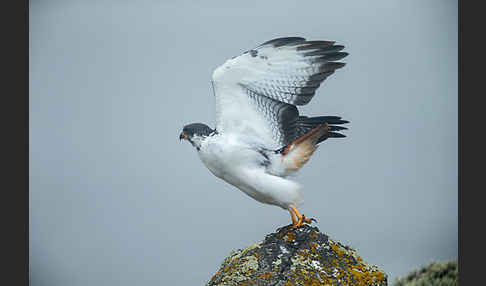 Augurbussard (Buteo augur)