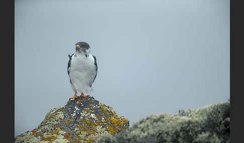 Augurbussard (Buteo augur)