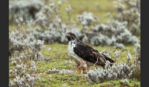 Augurbussard (Buteo augur)