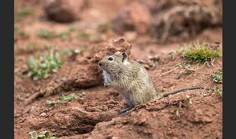 Abessinische Grasratte (Arvicanthis abyssinicus)