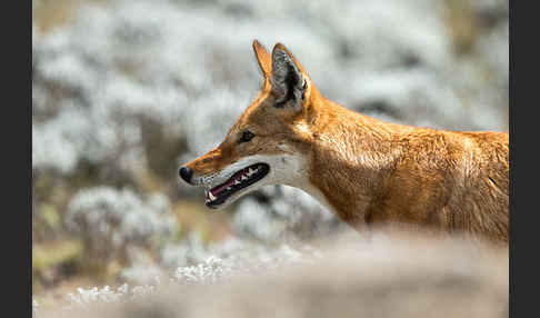 Äthiopischer Wolf (Canis simensis)