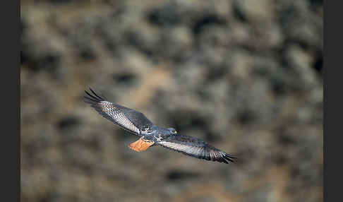 Augurbussard (Buteo augur)