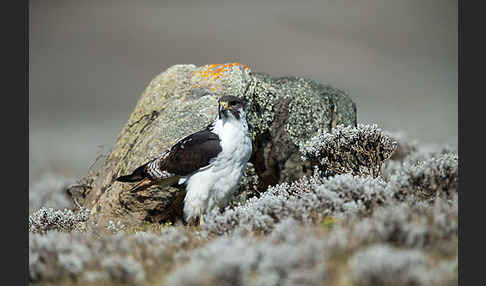 Augurbussard (Buteo augur)