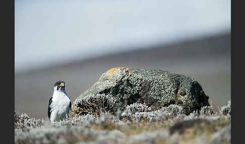 Augurbussard (Buteo augur)