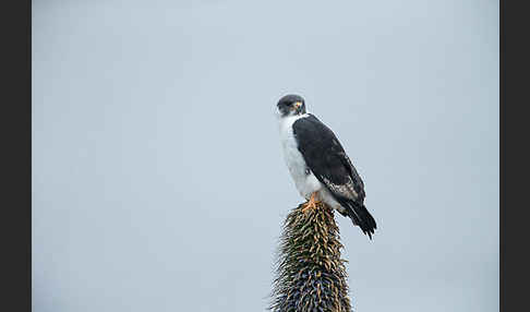 Augurbussard (Buteo augur)