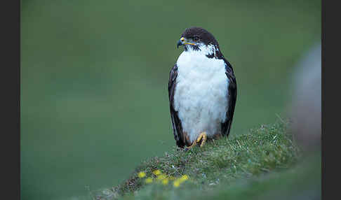 Augurbussard (Buteo augur)