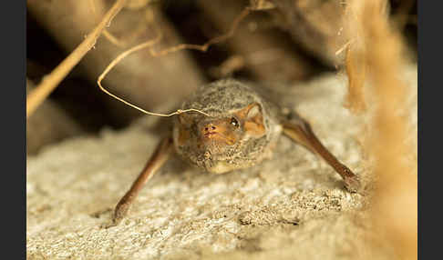 Ägyptische Grabfledermaus (Taphozous perforatus)