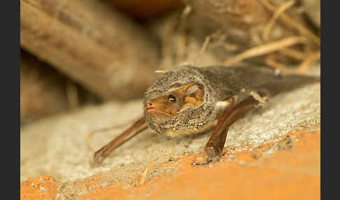 Ägyptische Grabfledermaus (Taphozous perforatus)