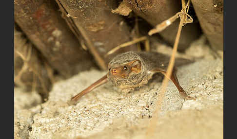 Ägyptische Grabfledermaus (Taphozous perforatus)