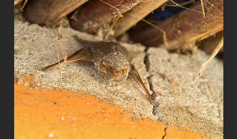 Ägyptische Grabfledermaus (Taphozous perforatus)