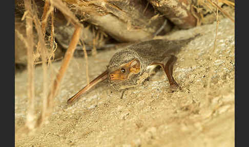 Ägyptische Grabfledermaus (Taphozous perforatus)