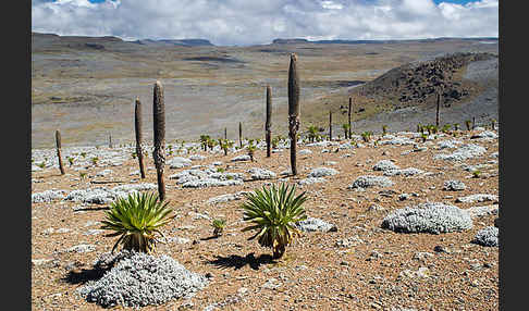 Aethiopien (Ethiopia)