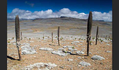 Aethiopien (Ethiopia)