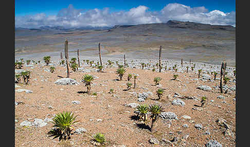 Aethiopien (Ethiopia)