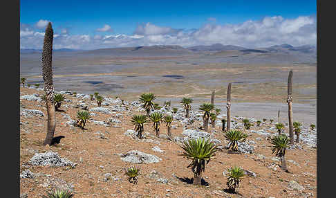 Aethiopien (Ethiopia)