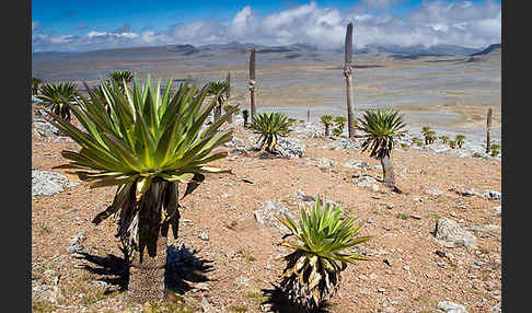 Aethiopien (Ethiopia)