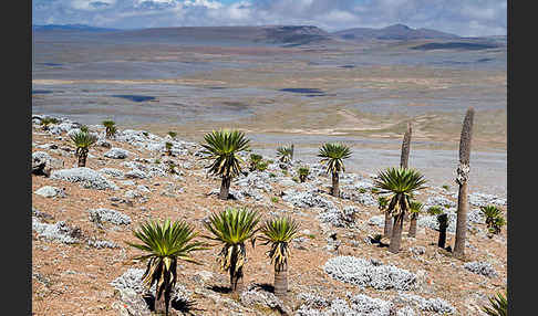 Aethiopien (Ethiopia)