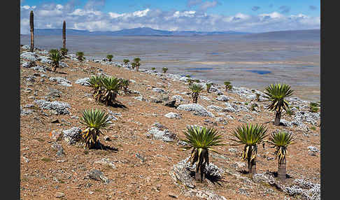 Aethiopien (Ethiopia)